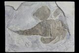 Eurypterus (Sea Scorpion) Fossil - New York #179500-1